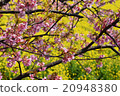 Sakura and rape flower festival 20948380