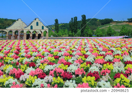 Goldfish grass in the German village of Tokyo 20948625