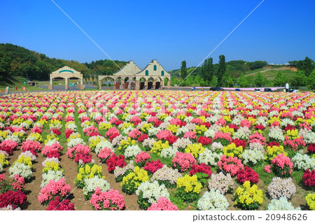 Goldfish grass in the German village of Tokyo 20948626