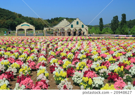 Goldfish grass in the German village of Tokyo 20948627