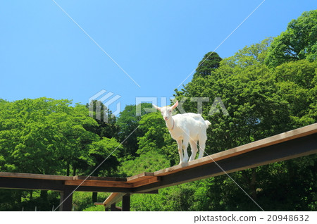 Goat in Tokyo village 20948632