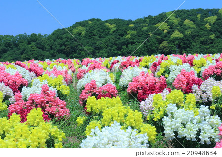 Goldfish grass in the German village of Tokyo 20948634