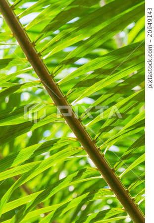 Pattern Green leaf of palm tree Pattern Green leaf of palm tree 20949143