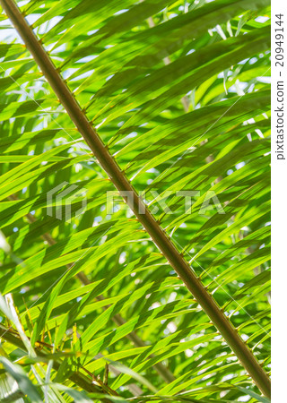 Pattern Green leaf of palm tree Pattern Green leaf of palm tree 20949144