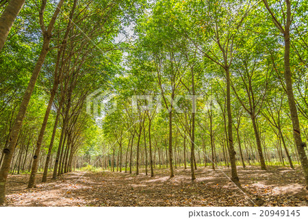 Row of rubber tree farm in HDR filter 20949145