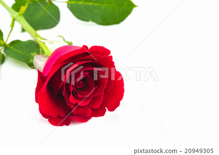 Beautiful red rose. 20949305