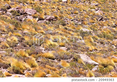 安第斯山脈的阿塔卡馬高地,北美智利南美高山植物芽在乾燥的地球上 安第斯山脈的阿塔卡馬高地,北美智利南美高山植物芽在乾燥的地球上 20949363