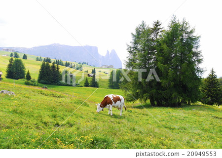 Alpe di Siusi alpe di siusi Zaiser alm seiser alm Alpe di Siusi alpe di siusi Zaiser alm seiser alm 20949553