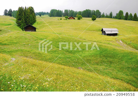 Alpe di Siusi alpe di siusi Zaiser alm seiser alm 20949558