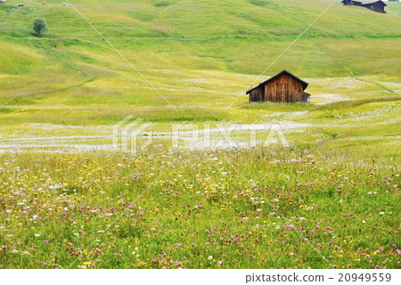 Alpe di Siusi alpe di siusi Zaiser alm seiser alm 20949559