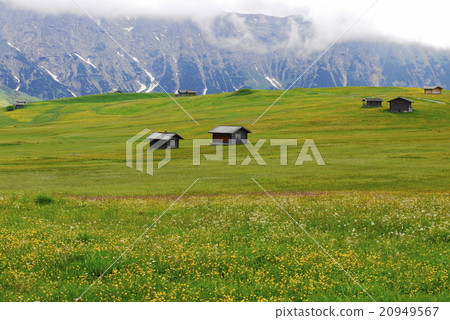 Alpe di Siusi alpe di siusi Zaiser alm seiser alm Alpe di Siusi alpe di siusi Zaiser alm seiser alm 20949567