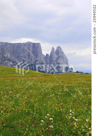 Alpe di Siusi alpe di siusi Zaiser alm seiser alm Alpe di Siusi alpe di siusi Zaiser alm seiser alm 20949582