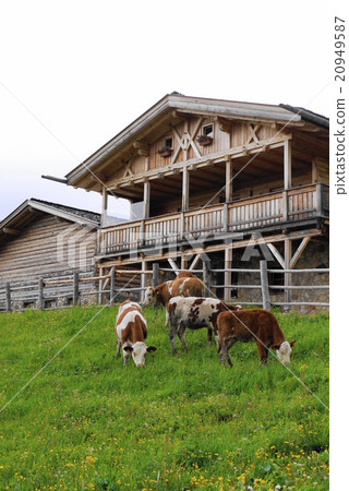Alpe di Siusi alpe di siusi Zaiser alm seiser alm Alpe di Siusi alpe di siusi Zaiser alm seiser alm 20949587