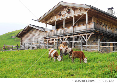 Alpe di Siusi alpe di siusi Zaiser alm seiser alm Alpe di Siusi alpe di siusi Zaiser alm seiser alm 20949588