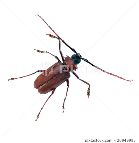 Beetle long antennae isolated Beetle long antennae isolated 20949985