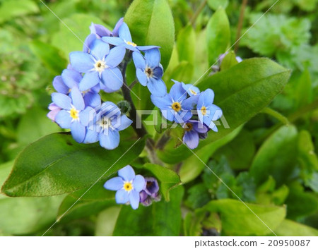 Forgetful grass has become popular as a symbol of fraternity and honesty since ancient times, even in songs by Yukikazu Sugawara I also blew my life. 20950087