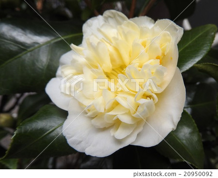 Tsubaki從冬天到早春開花 它是華麗的 並不以 茶花女王 的名字為恥 照片素材 圖片 圖庫