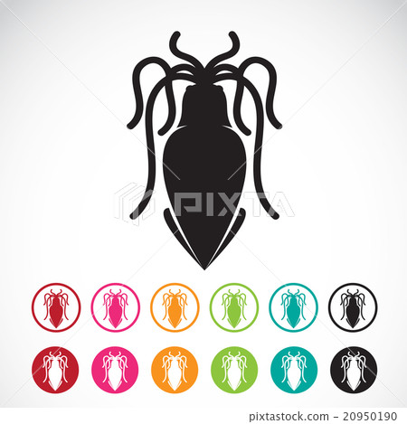 Vector image of an squid on white background. 20950190