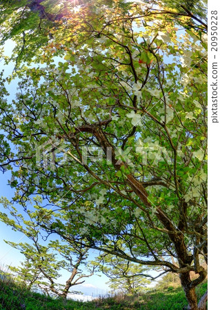 Tanzawa·Hinoki-no-mori的白色斑點Palae杜鵑花（魚眼鏡頭攝影） 20950228