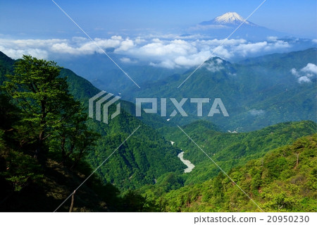 Fresh green and Mt. Fuji seen from Nishinigawa · Hinoki-maru ridgeline Fresh green and Mt. Fuji seen from Nishinigawa · Hinoki-maru ridgeline 20950230