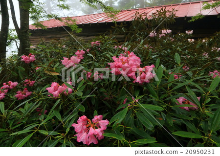 Rhododendron / Cross Rhododendron rhododendron 20950231