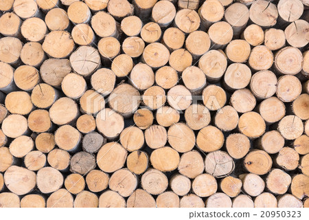 trees cut section texture trees cut section texture 20950323