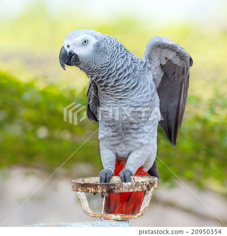 African Grey Parrot 20950354