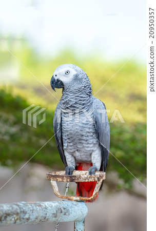 African Grey Parrot 20950357
