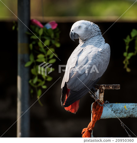 African Grey Parrot African Grey Parrot 20950360