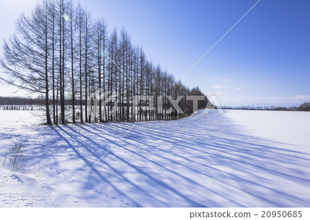 Snow scene of the north earth 20950685