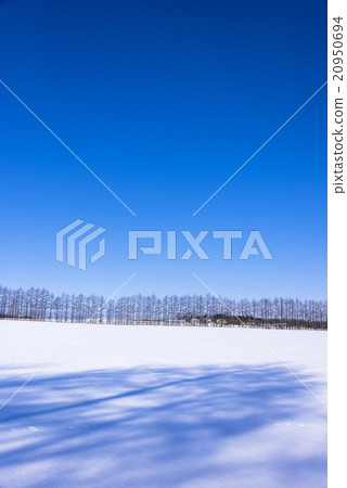 Snow scene of the north earth 20950694