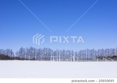 北地球的雪景 20950695