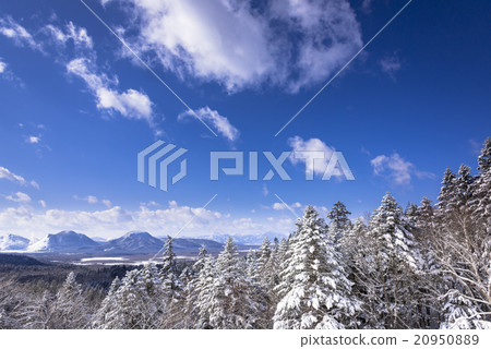 Snow scene of Akan National Park Snow scene of Akan National Park 20950889