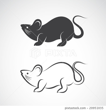 Vector image of an rat design on white background 20951035