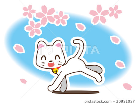 Cherry Blossoms Snowstorm and White Cat 20951057
