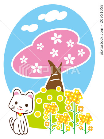 Rape flowers and cherry blossoms and white cats Rape flowers and cherry blossoms and white cats 20951058