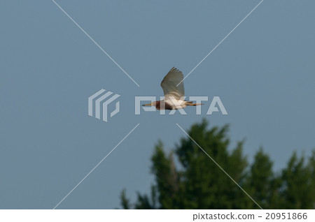 Flounder Spotted Red Riding Red Flounder Spotted Red Riding Red 20951866