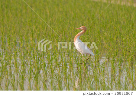 Amazagi與美麗的亞麻色 20951867