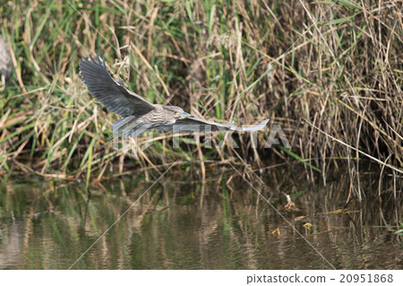飛行gobais幼鳥·Hoshigoi 20951868