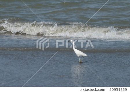 小鬍子站在水邊 20951869