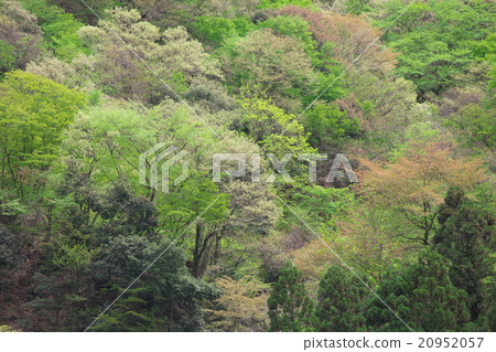 鮮綠色 鮮綠色 20952057