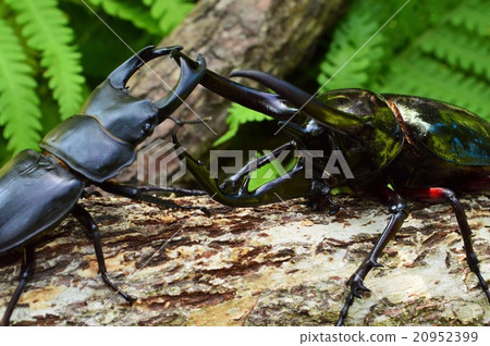 Battle of domestic Okuwagata vs. Caucasus giant battle on forest trees 20952399