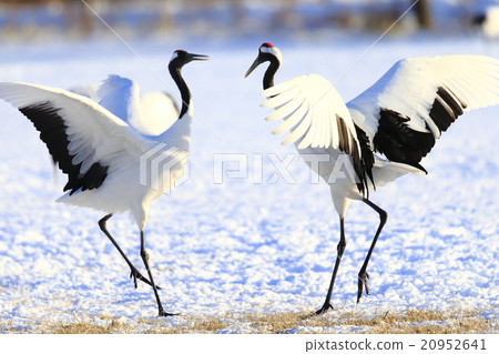 Cranberries 20952641