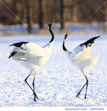 Cranberries 20952642