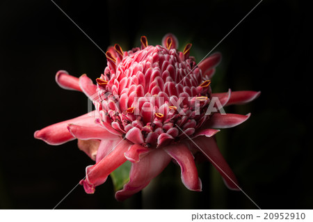Tropical vegetable torch ginger 20952910
