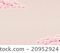 Sakuraba Sakura color on the top and bottom 20952924