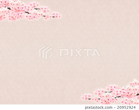 Sakuraba Sakura color on the top and bottom Sakuraba Sakura color on the top and bottom 20952924