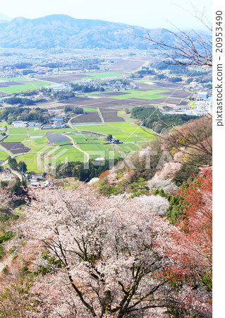 Wild cherry tree of Takamine of Sakuragawa 20953490