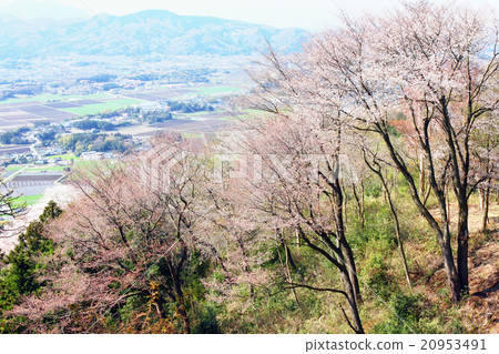 Wild cherry tree of Takamine of Sakuragawa Wild cherry tree of Takamine of Sakuragawa 20953491