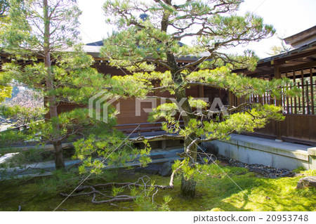 松樹在京都城南宮 20953748
